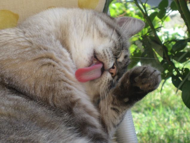 PULIZIE DI PRIMAVERA