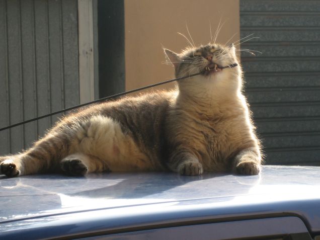 PRANZO A SUON DI MUSICA