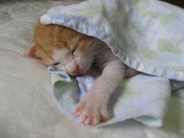 buonanotte fiorellino