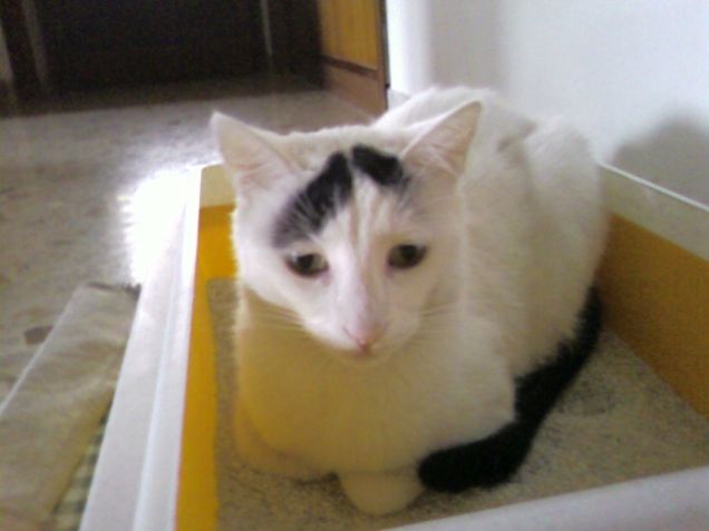 Ignazioooo,come sono stancoooo2