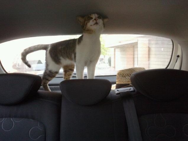 Gastone in macchina!