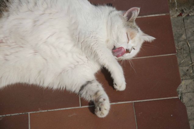 La linguetta  di Heidi