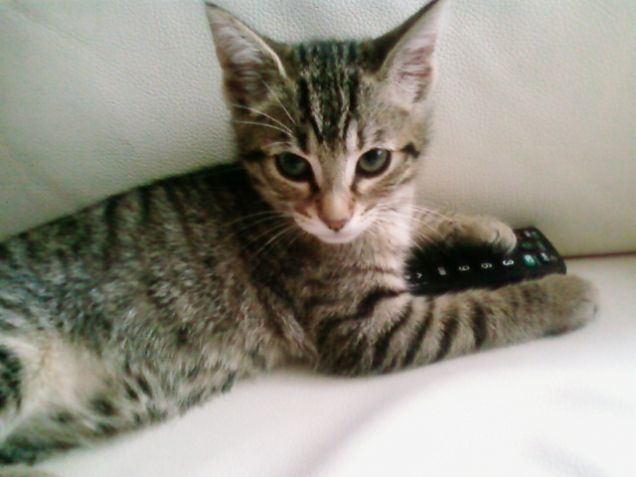 Litigi per il telecomando