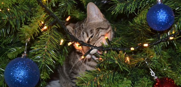 Distruzione albero di Natale