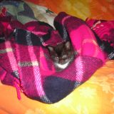 tante foto di lilly