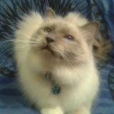 Foto di Romeo Stitch