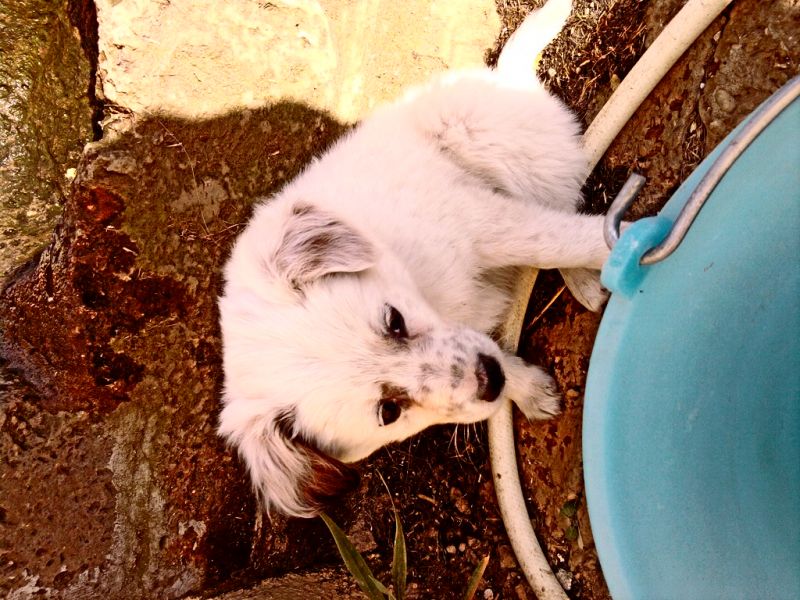 cerco gattino in regalo