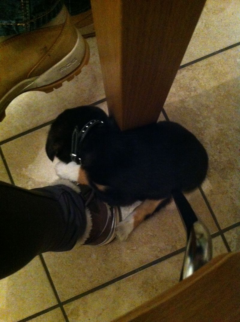 Cerco cucciolo taglia piccola in adozione