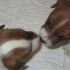 Jack Russell Terrier (Pedigree ROI) - Roma