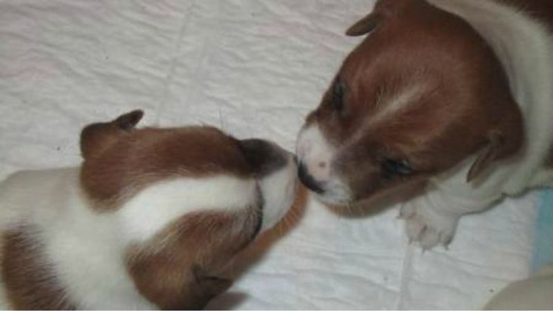 Jack Russell Terrier (Pedigree ROI) - Roma