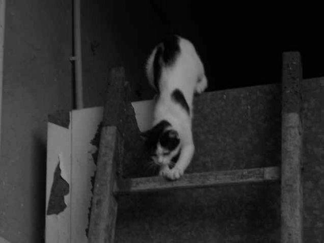 Zippo si cimenta con il parkour!