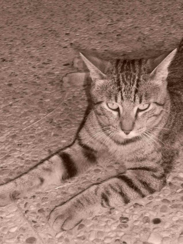 Natural born killer!