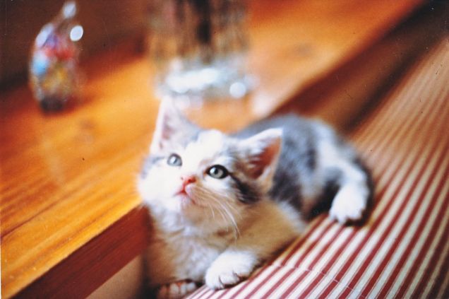 Ho visto cose che voi umani...