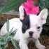 Cerco una cucciolotta di bulldog francese