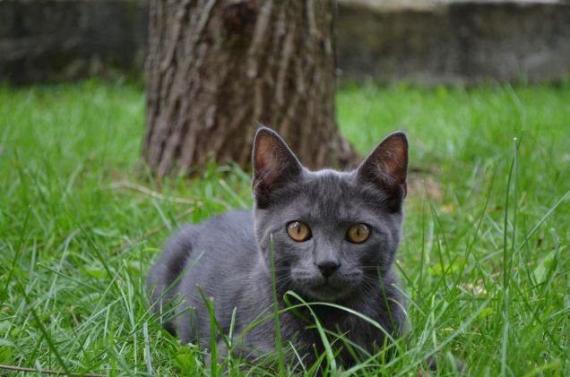 Il bellissimo Nebbia