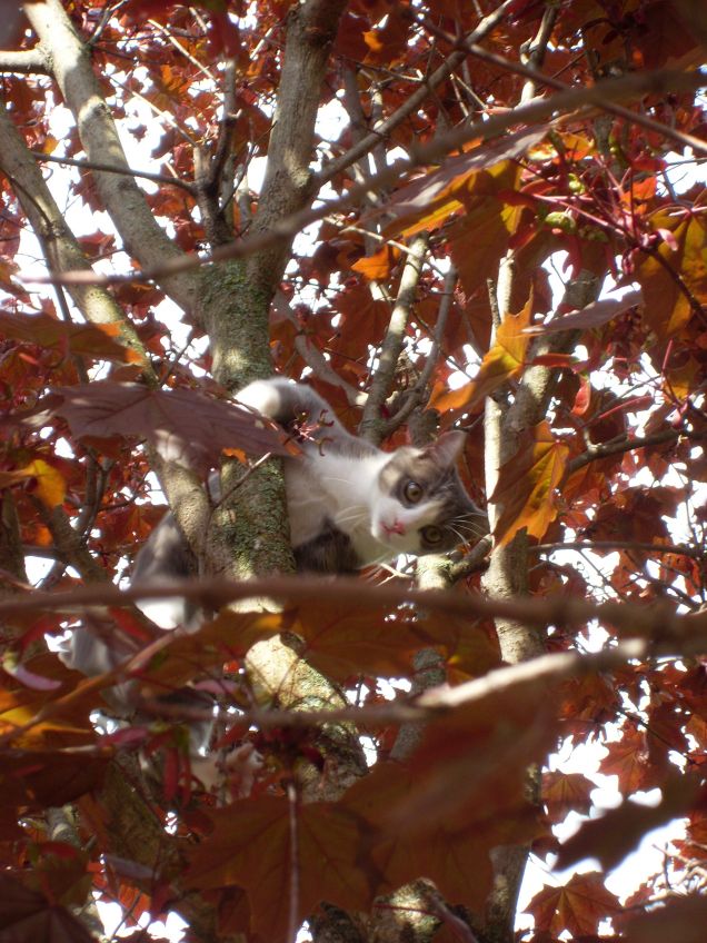 Grigì il cacciatore