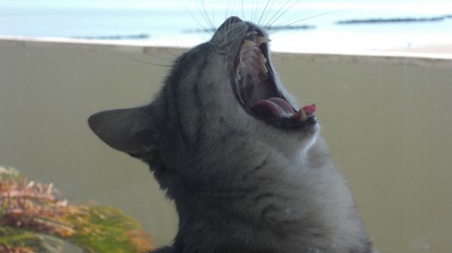 dormo e mangio ma sono sempre stanca