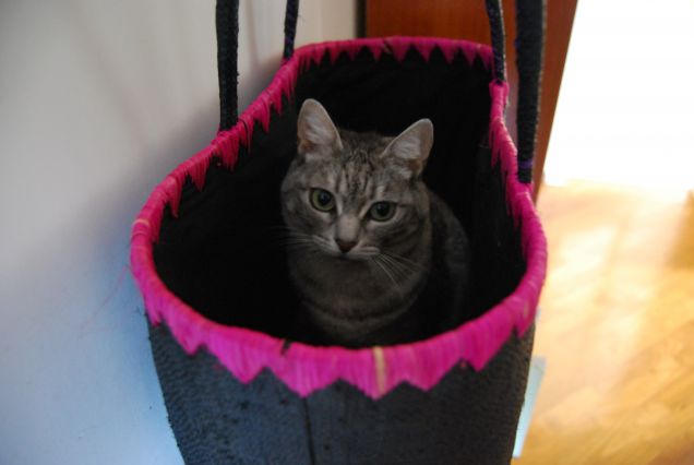 cat-bag
