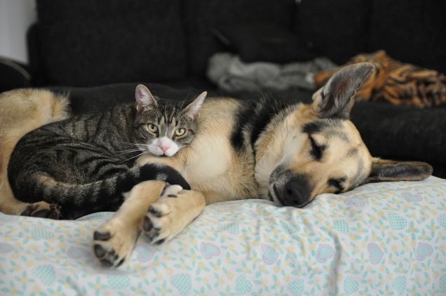 il mio morbido e caldo cuscino