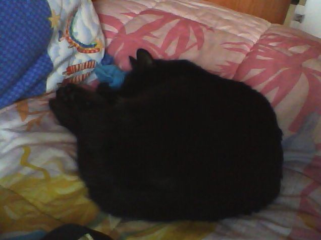 Sto dormendo, non disturbare...