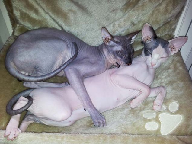 Prima notte di.... Nozze!