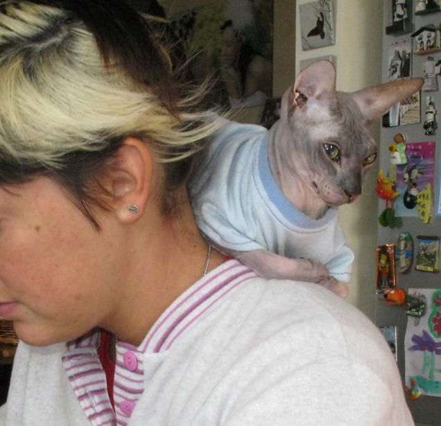 Gatto o inseparabile?