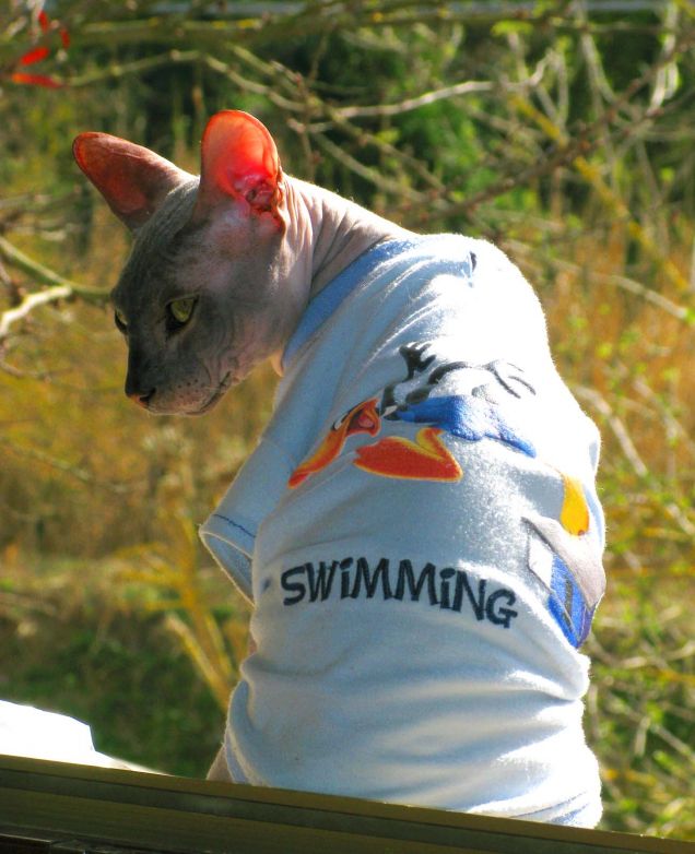 Bruno malinconico...