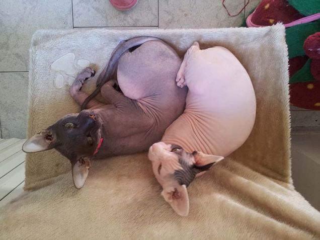 Riposino pomeridiano...