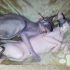 Cuccioli Sphinx