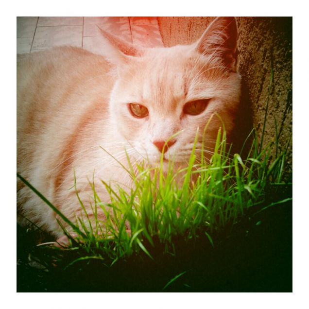 il riposo del leone!