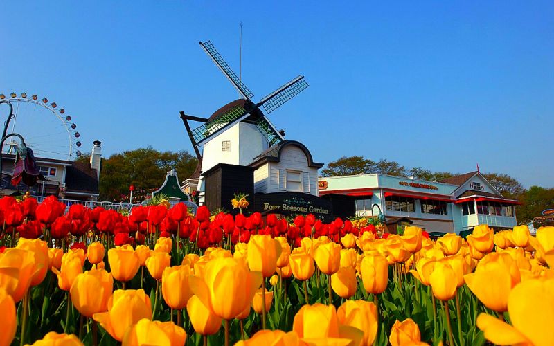 cerco un cucciolo per la mia bambina  (11anni)