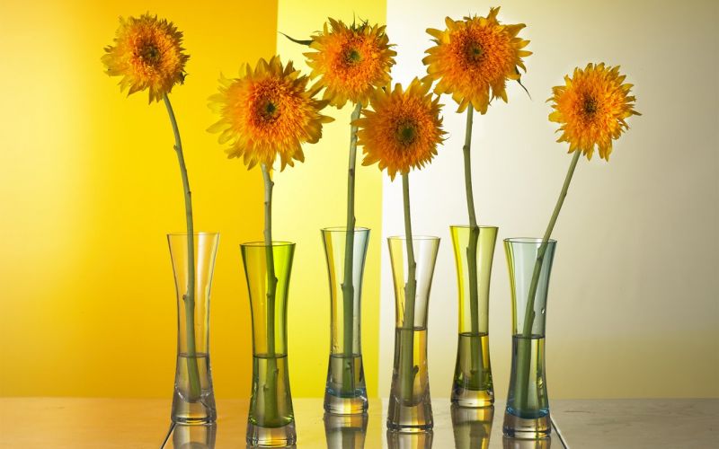 cerco un cucciolo per la mia bambina  (11anni)