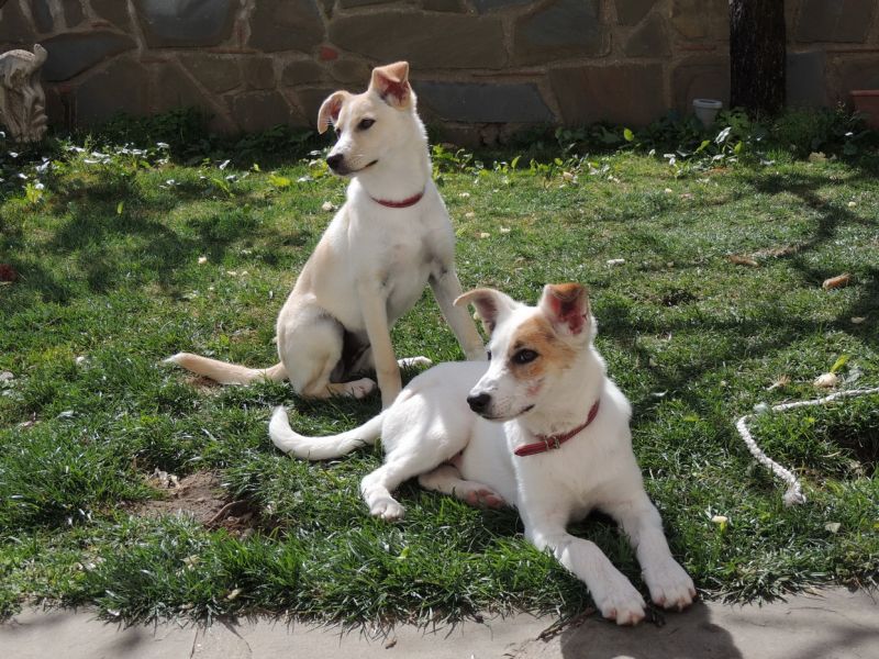 urgente! cucciole in adozione! salviamole dal canile!!!