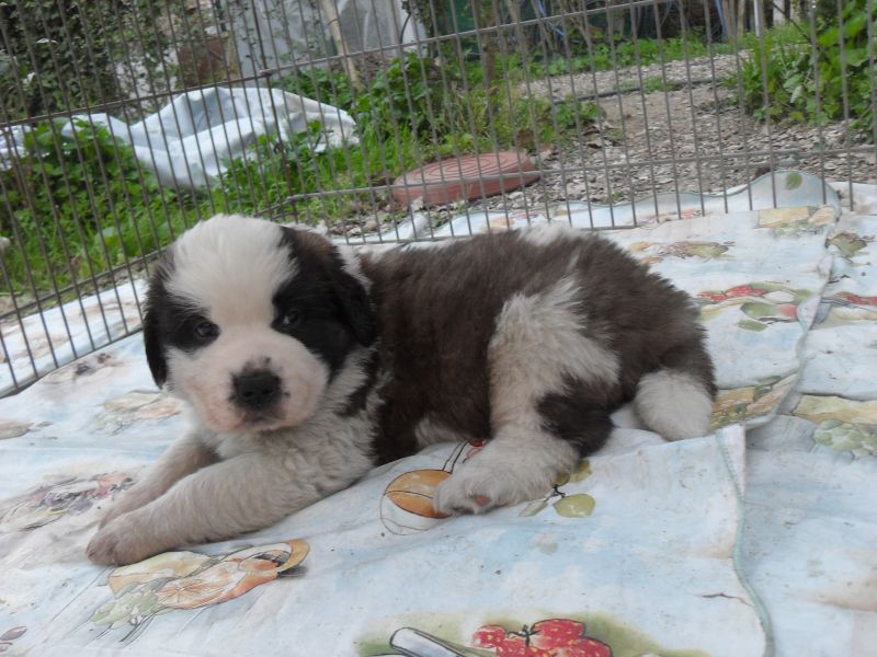 cucciolo san bernardo