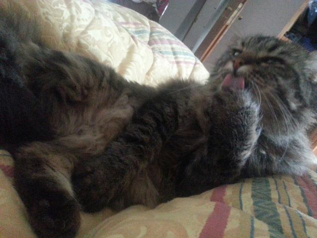 Tarzamn il ga-niglio