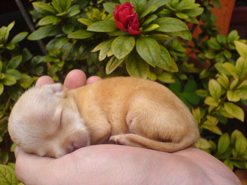 Cercasi cucciolo di chihuahua  o pinscher nano
