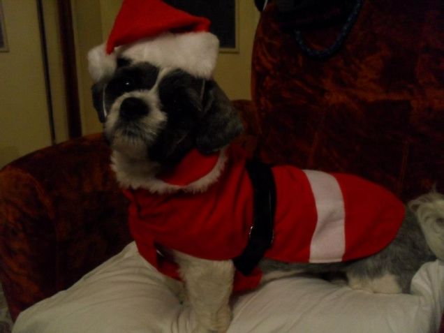 Milos versione natalizia