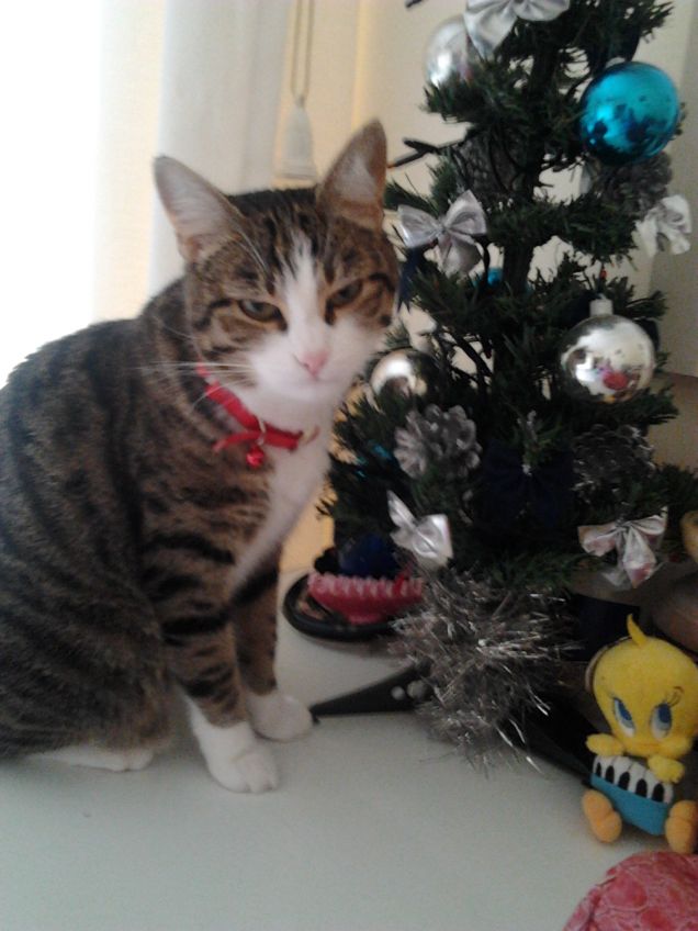 Il mio alberello di natale