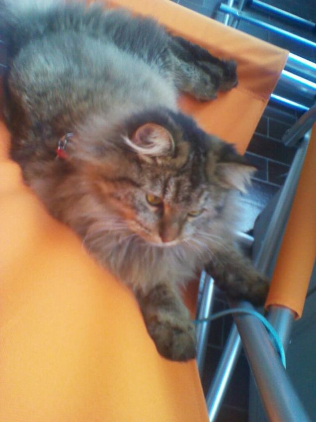 sul lettino a prendere il sole:)