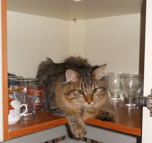 Comodo lui tra i bicchieri:)