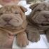 Cercasi cucciolo sharpei in regalo