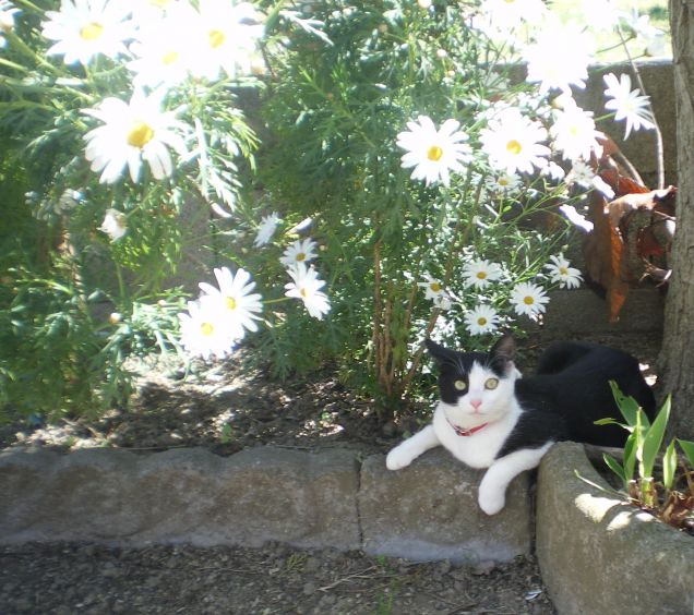 Il mio tremendo duchettino  :)