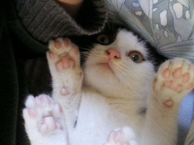 Il piccolo dudino...