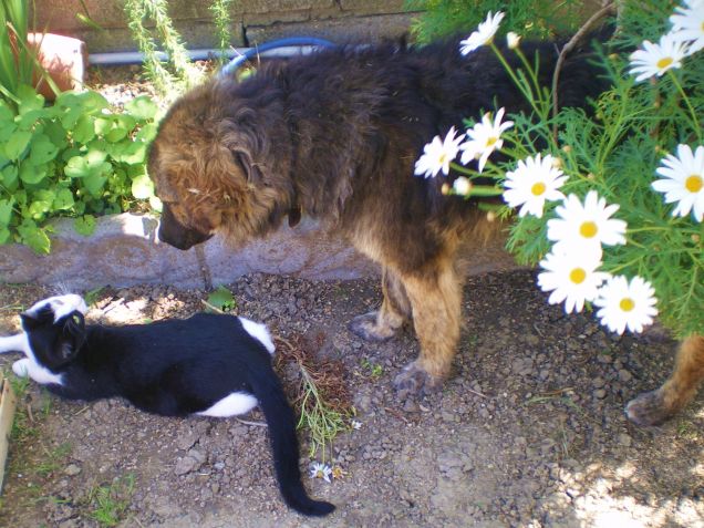 Chi dice che cane e gatto non possano vivere insieme!!???