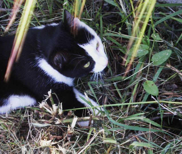 Duca il predatore!!!! ;)