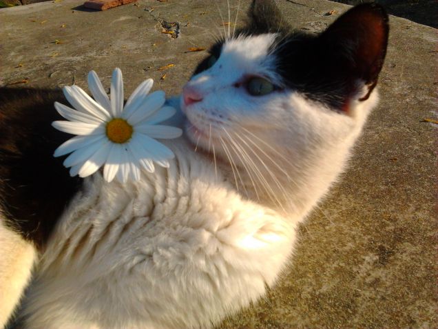 duca :)  m'ama non m'ama......