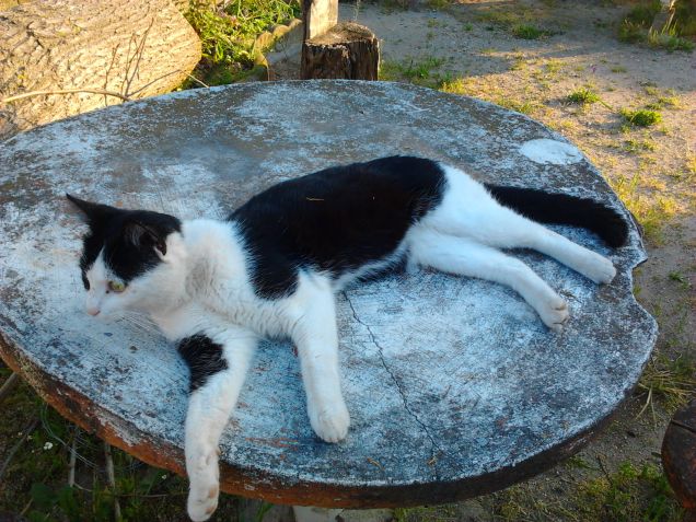 Che vita da gatto!!! ;)