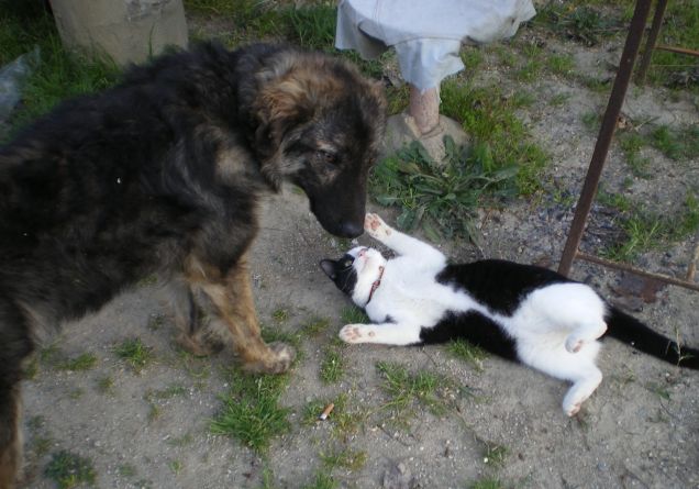 Vera amicizia tra cane e gatto  :)