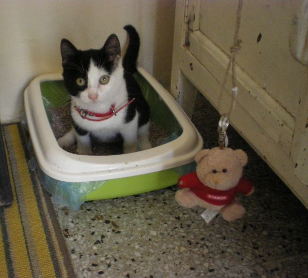 La priva volta nella lettiera..non si scorda mai!!! ihhih