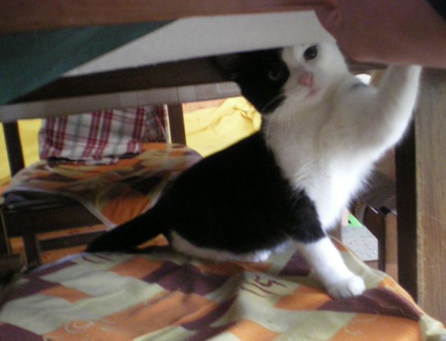 Maaa CiAoooOOOooOOOooo